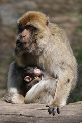 Berberäffin und ihr Affenbaby beim Säugen