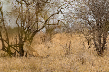 Naklejka premium Kruger National Park