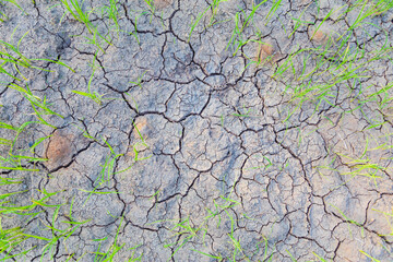 .Seedlings of rice plants in arid soil