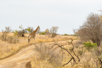 Naklejka premium Kruger National Park