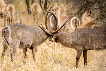 Kruger National Park