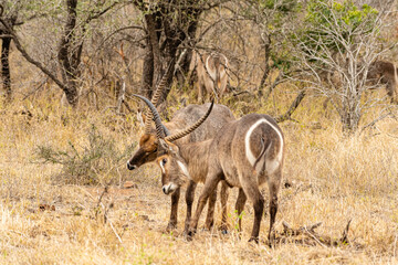 Kruger National Park
