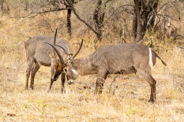 Kruger National Park