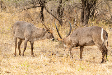 Naklejka na ściany i meble Kruger National Park