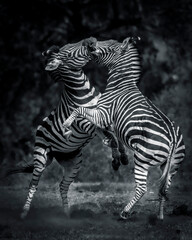 Fototapeta na wymiar Zebra duel fighting in the Kruger National Park
