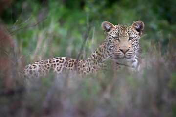 Leopard lying in the grass in the Kruger National Park