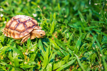 The Suzuka turtle is walking on the grass.