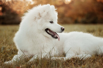 A white Samoyed dog lies on the grass. Image with selective focus and toning. Image with noise effects. Focus on the dog's eyes.