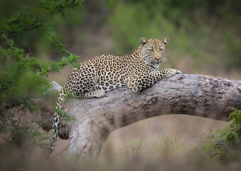 Leopard lying on a dead tree trunk in the Kruger National Park