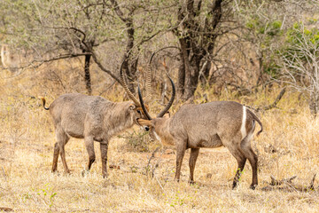 Kruger National Park