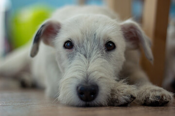 Portrait of a Terrier dog. Image with selective focus and toning. Image with noise effects. Focus on the dog's eyes.