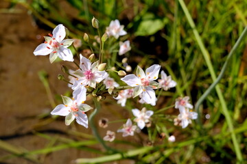 spring flowers in spring