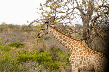 Obraz premium Kruger National Park
