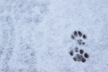 Cat paw prints in the snow.