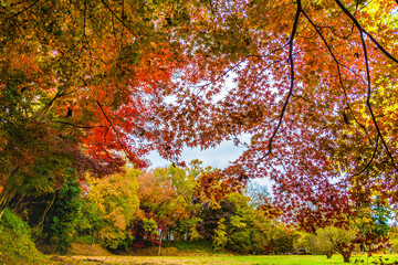 Maple trees dyed in red and yellow.