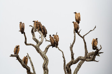 Kruger National Park