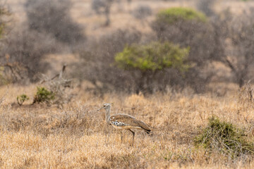 Kruger National Park