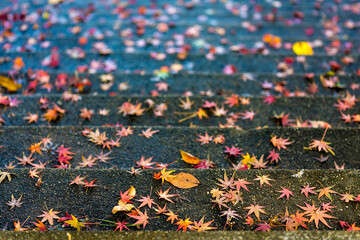 Colorful autumn leaves fell on the cement steps.