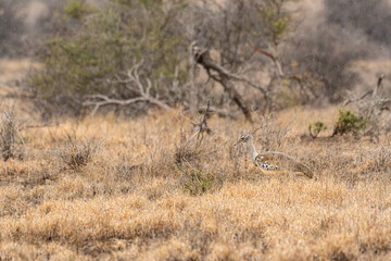 Kruger National Park