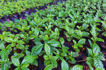 .Coffee seedlings in the nursery