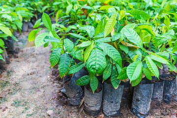 Seedlings of cocoa trees in the nursery