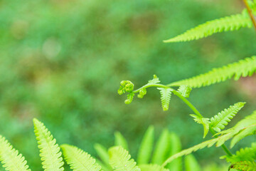 Young shoots of fern leaves background
