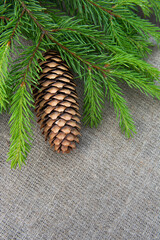Naklejka premium Green spruce branch fir tree with a cone on the rude burlap background
