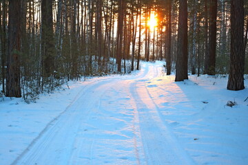 road through a pine forest in winter