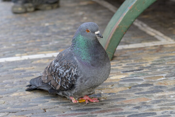 Fat feral pigeon on a cobbled city street