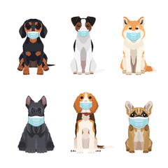 Set of different dogs breeds wearing protective face masks in flat style. Vector objects isolated on white background. Illustration for veterinary clinic