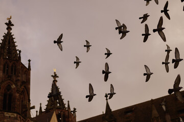 Pigeons flying over an old Catholic church