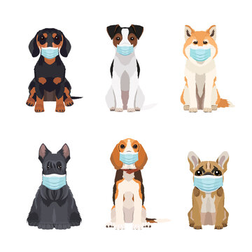 Set of different dogs breeds wearing protective face masks in flat style. Vector objects isolated on white background. Illustration for veterinary clinic