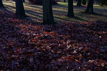 Park Kościuszki w słoneczny zimowy dzień © Miroslaw