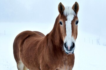 Braunes Pferd mit wei&szlig;er Stirn in einer nebeligen Neuschneelandschaft