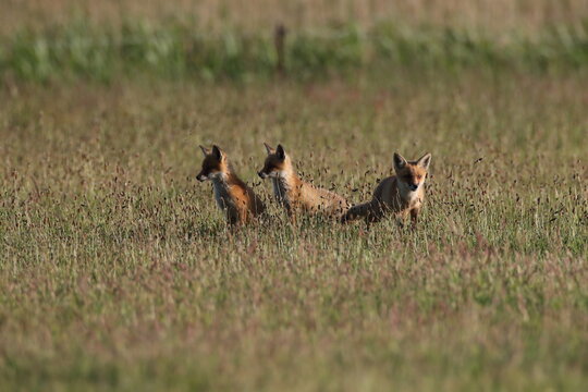 รูปภาพRedfox – เลือกดูภาพถ่ายสต็อก เวกเตอร์ และวิดีโอ899 | Adobe Stock