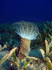  A tube anemone in the seagrass meadow © Nina