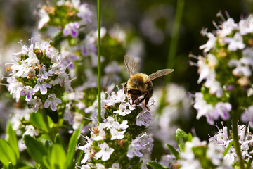 Honigbiene auf Bergbohnenkrautblüten