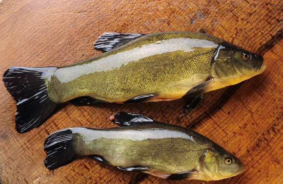 Zwei Fische auf einem Holzbrett; (&Auml;schen - Thymallus thymallus