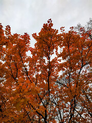 autumn trees in the park