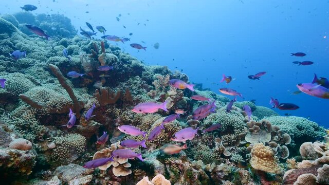 School of Creole Wrasse in turquoise water of coral reef in Caribbean Sea, Curacao