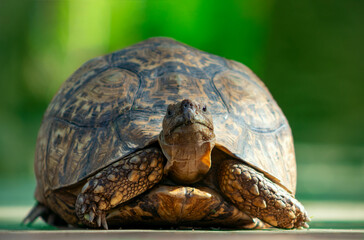 Wild african life. Close up of a turtle lying on savannah on a sunny day