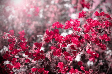 Amazing bushes with pink flowers, Bougainvillea
