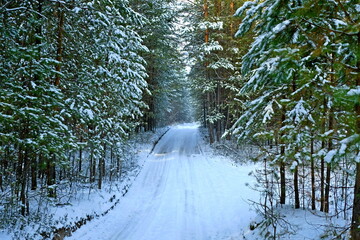 forest road in winter among pine trees