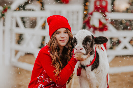 Girl posing with young bull at the white Christmas farm. Snowing.