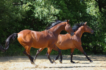 Beautiful pair of brown horse galloping across the ranch paddock