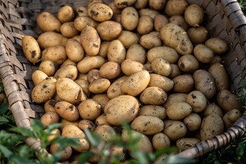 Kartoffelernte; frisch geerntete Kartoffeln in Erntekorb auf dem Feld