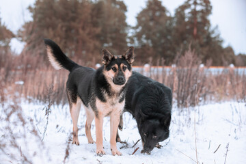Two large black homeless shepherd dogs on a winter background.