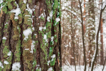 Frosty day in a snowy forest. Pine trunk.