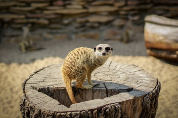 Meerkat on the lookout. Safari zoo borysew.
