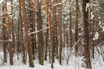 Frosty day in a snowy forest. Pine trunk.
